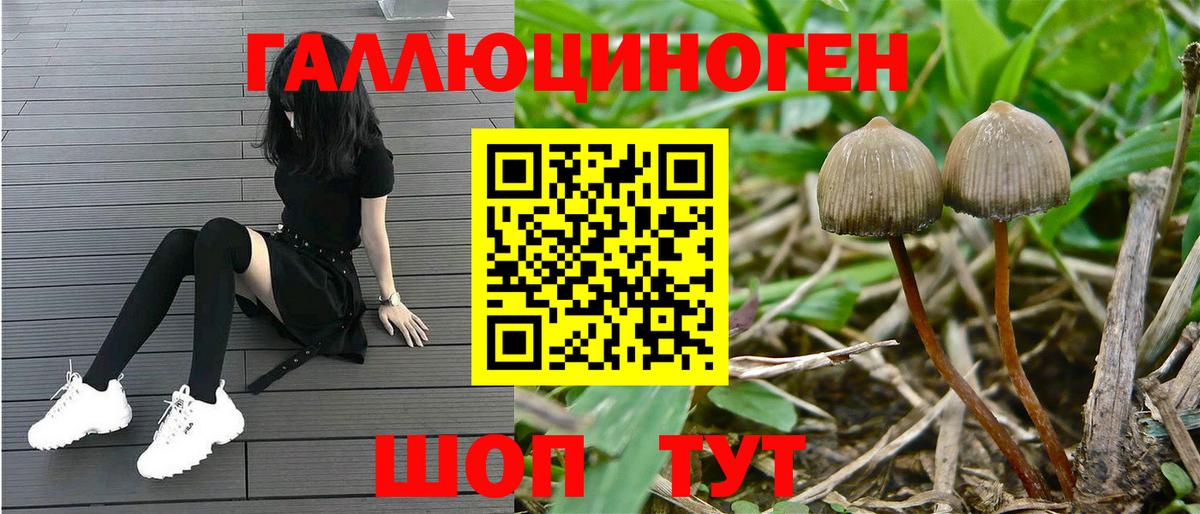 Псилоцибиновые грибы GOLDEN TEACHER  Вход с VPN  Псилоцибиновые грибы Psilocybe  Десногорск 
